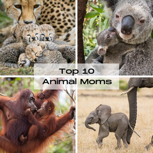 10 Amazing Animal Moms