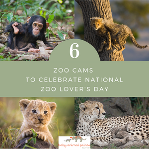 6 Zoo Cams for National Zoo Lover's Day