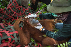 Orangutan Rescue in Sumatra