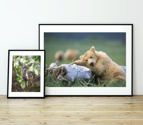 Woodland Animals Nursery Theme