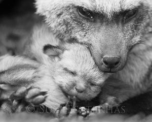 mom and baby fox black and white
