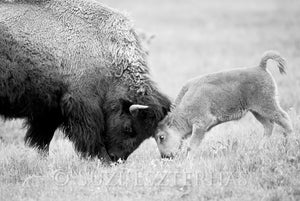 mom and baby bison black and white