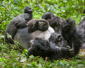 Baby gorilla playing with dad - color photo