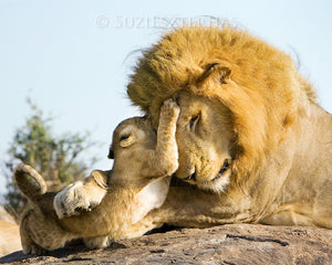 Baby lion and dad playing - color photo