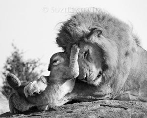 Baby Lion and Dad Playing Photo
