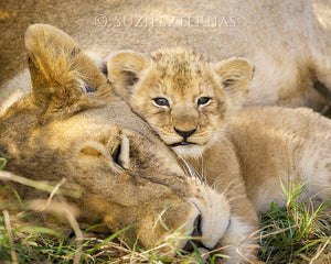 Baby lion snuggling mom - color photo