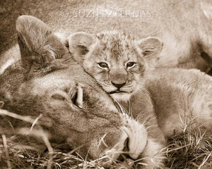 Baby Lion Snuggling Mom Photo