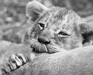 Lion Baby Kiss Photo