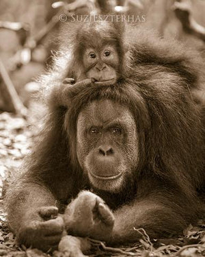 Baby Orangutan on Mom's Head Photo