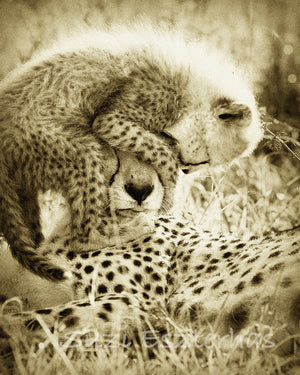 cheetah cub jumping on mothers head in sepia