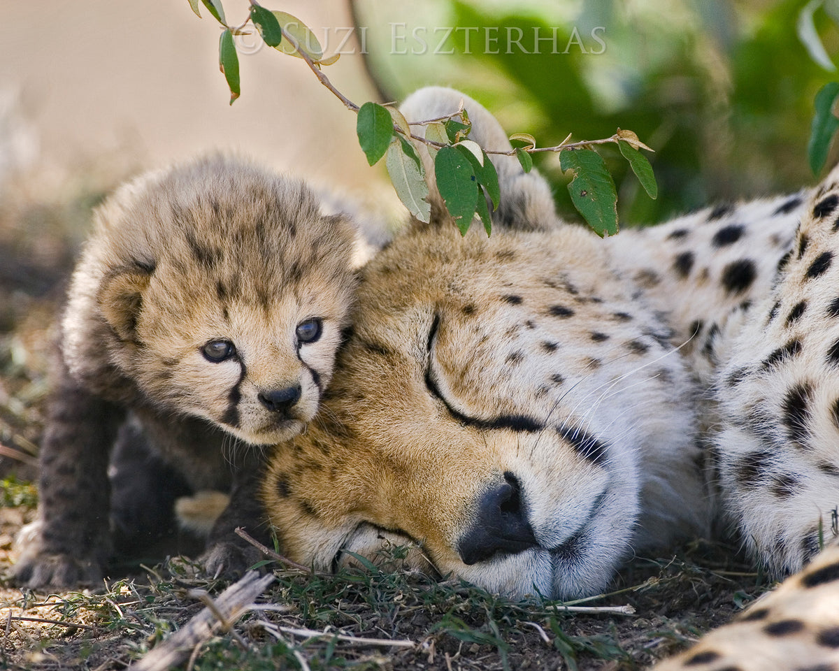 ★デイジー『 Cheetah family B/W 』by Zuberi Cheetah Family Portrait – Baby Animal Prints by Suzi