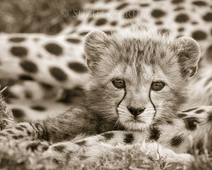 cute baby cheetah photo sepia