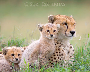 Sweet Cheetahs Photo