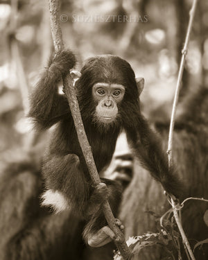 baby chimpanzee photo sepia