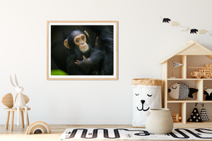 Cuddly Baby Chimpanzee Photo