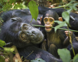 mom and baby chimp playing photo