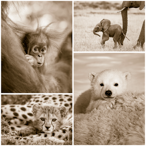 Cute Baby Animals Print Set in Sepia