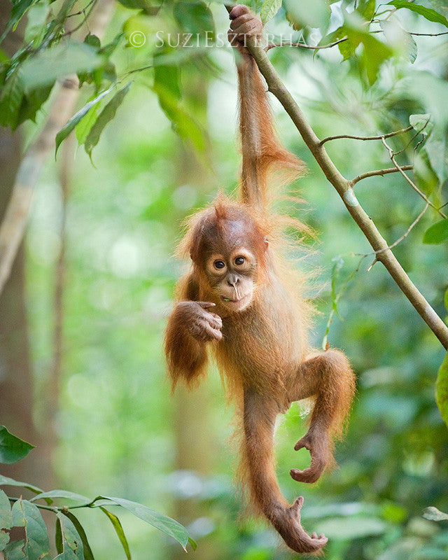 Cute Baby Orangutan Photo