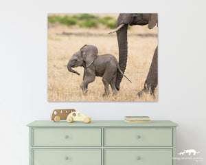 Baby Elephant Photo