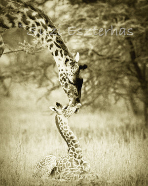 mother giraffe nuzzling baby in sepia