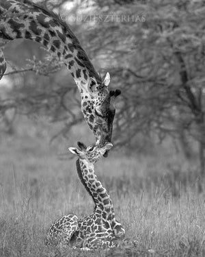 mother giraffe nuzzling baby in black and white