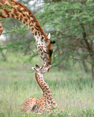 photo of giraffe mother and baby