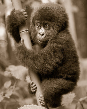 cute baby gorilla photo sepia