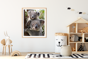 Mom and Baby Koala Photo