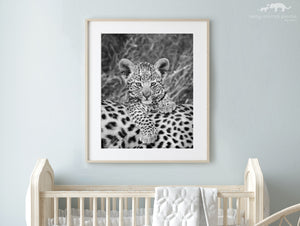 Cute Baby Leopard Photo