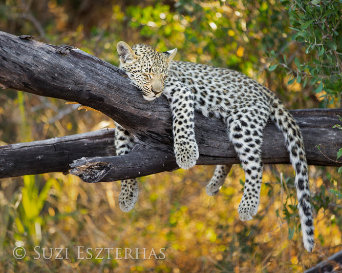 Sleepy Baby Leopard Photo