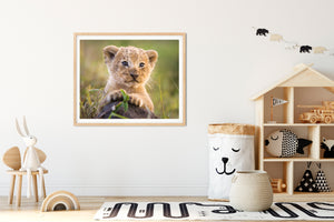 King of the Jungle Lion Cub Photo