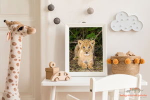 Baby Lion Photo