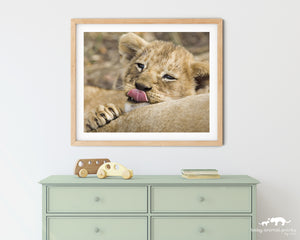 Lion Baby Kiss Photo
