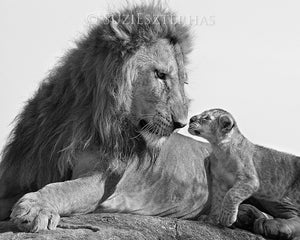 lion dad with cub in black and white