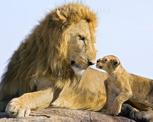 photo of lion dad and cub