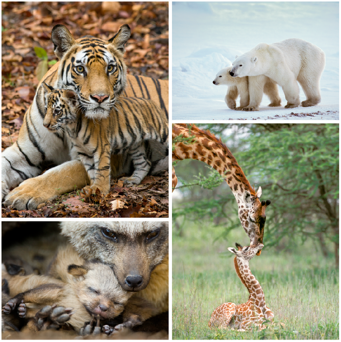 Mom and Baby Animals Photo Set (Color)