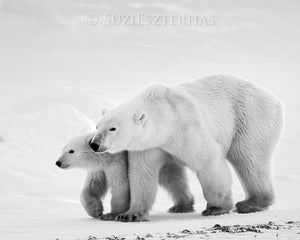 Mom and Baby Polar Bear Photo