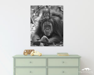 Baby Orangutan on Mom's Head Photo