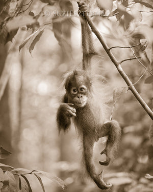 cute baby orangutan photo sepia