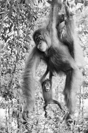 mom baby orangutan black and white