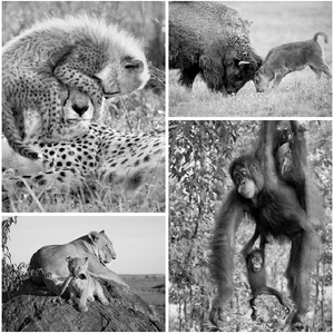 Playful Baby Animals Set in Black and White