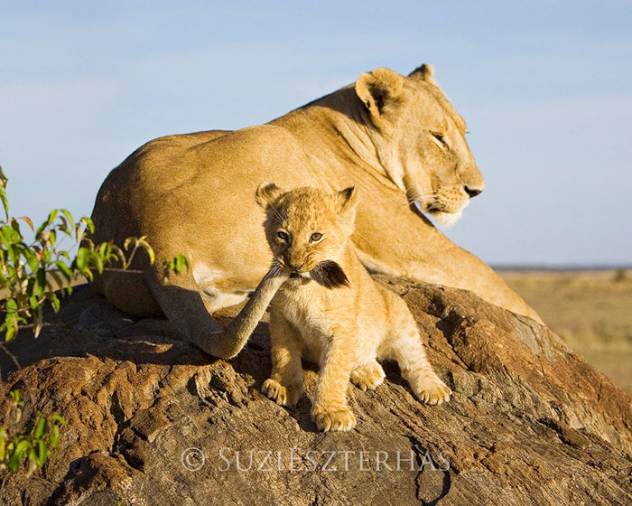 Baby Lion and Mom Photo