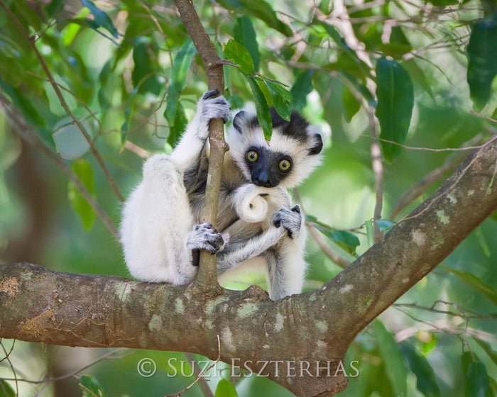 Cute Baby Lemur Photo