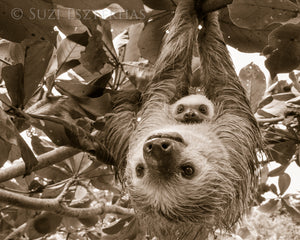 Mom and Baby Sloth Hanging Photo