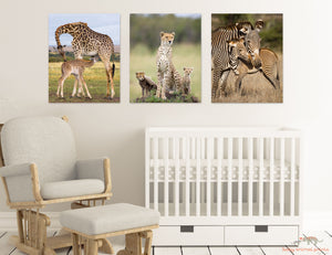Safari Trio Photo Set (Color)