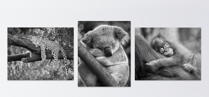 Sleepy Baby Animals Photo Set (Black and White)