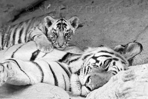Sleepy Mom and Baby Tiger Photo
