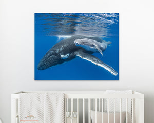 Cute Baby Whale and Mom