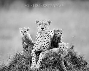 Baby Cheetahs and Mom Photo