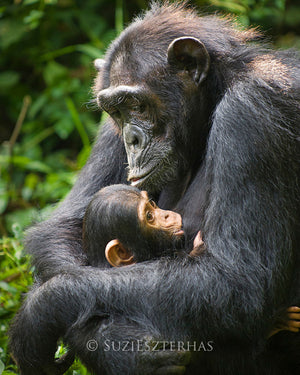 Baby chimpanzee and mom - color photo